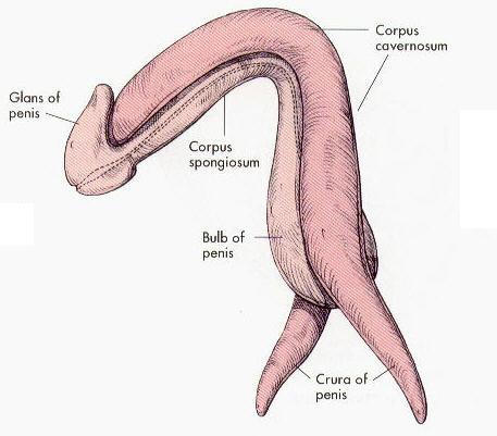 Penile structure